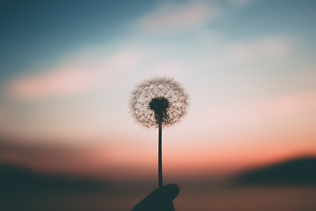 services-05 Dandelion